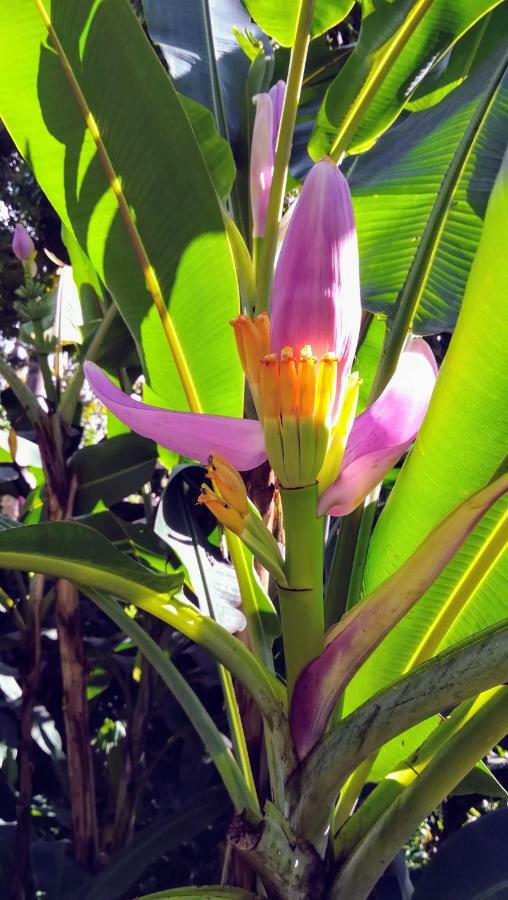Côté Caraïbes Bouillante Exterior foto