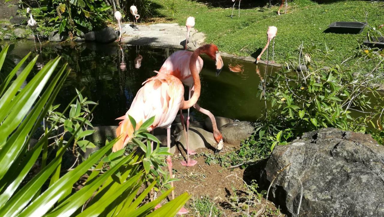 Côté Caraïbes Bouillante Exterior foto